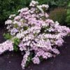 Hortensia - Hydrangea French Bolero -MAO PLANTES Magasin Hydrangea French Bolero 86449 1