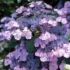 Hortensia - Hydrangea Serrata Vicomte De Kerlot -MAO PLANTES Magasin Hydrangea Vicomte de Kerlot IF 16670 1