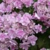 Hortensia - Hydrangea Macrophylla You And Me Forever 2 Hortensia - Hydrangea Macrophylla You And Me Forever -MAO PLANTES Magasin Hydrangea You Me Forever 78224 1