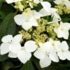 Hortensia - Hydrangea Angustipetala Golden Crane -MAO PLANTES Magasin Hydrangea angustipetala Golden Crane 86462 1