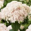 Hortensia Arborescens Candybelle Marshmallow -MAO PLANTES Magasin Hydrangea arborescens Candybelle Marshmallow 89525 1