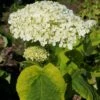 Hortensia Arborescens Golden Annabelle -MAO PLANTES Magasin Hydrangea arborescens Golden Annabelle 86250 1