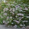 Hortensia - Hydrangea Aspera Bellevue