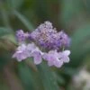 Hortensia - Hydrangea Involucrata -MAO PLANTES Magasin Hydrangea involucrata 85492 1 1