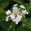Hydrangea Paniculata Levana - Hortensia Paniculé -MAO PLANTES Magasin Hydrangea levana 7423 1 1