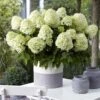 Hydrangea Paniculata Little Spooky - Hortensia Paniculé -MAO PLANTES Magasin Hydrangea little spooky 16579 1