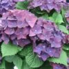Hortensia - Hydrangea Macrophylla Deep Purple Dance (Music Collection) -MAO PLANTES Magasin Hydrangea macro Deep Purple 0551002 1