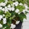 Hortensia - Hydrangea Macrophylla Shooting Star 2 Hortensia - Hydrangea Macrophylla Shooting Star -MAO PLANTES Magasin Hydrangea macro Shooting Star 0555002 1