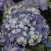 Hortensia - Hydrangea Macrophylla You And Me Tea Time Together 2 Hortensia - Hydrangea Macrophylla You And Me Tea Time Together -MAO PLANTES Magasin Hydrangea macro Tea Time Together 0561002 1