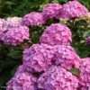 Hortensia - Hydrangea Macrophylla Benelux (rose) -MAO PLANTES Magasin Hydrangea macrophylla Benelux rose 85238 1