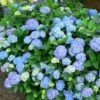 Hortensia - Hydrangea Macrophylla Blauer Prinz -MAO PLANTES Magasin Hydrangea macrophylla Blauer Prinz 100032 1