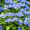 Hortensia - Hydrangea Macrophylla Blue Sky -MAO PLANTES Magasin Hydrangea macrophylla Blue Sky copyright 100647 1