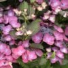Hortensia - Hydrangea Macrophylla Dark Angel Purple (Black Diamonds) -MAO PLANTES Magasin Hydrangea macrophylla Dark Angel Purple 83181 1