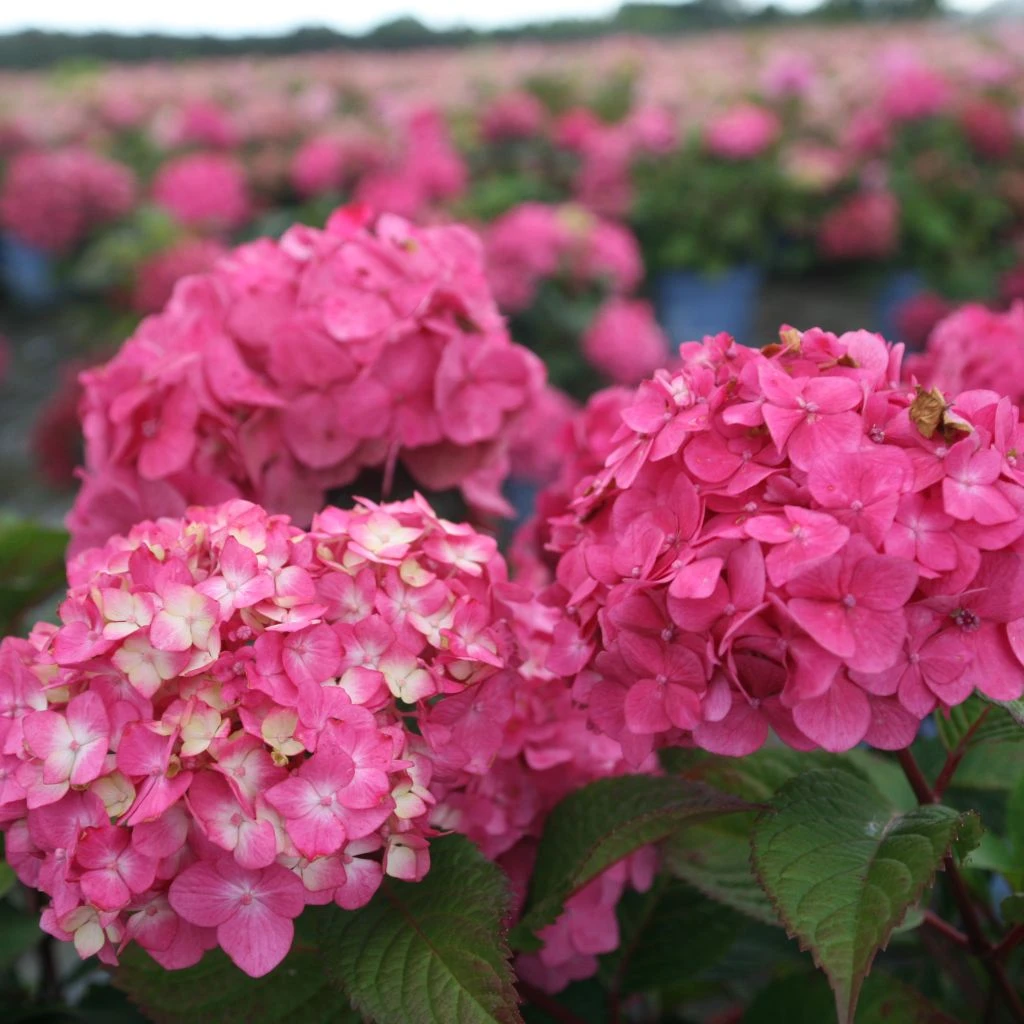 Hortensia - Hydrangea Macrophylla Endless Summer Bloomstar 3 Hortensia - Hydrangea Macrophylla Endless Summer Bloomstar