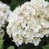 Hortensia - Hydrangea Macrophylla Endless Summer The Bride 2 Hortensia - Hydrangea Macrophylla Endless Summer The Bride -MAO PLANTES Magasin Hydrangea macrophylla Endless Summer The Bride 85486 1 1
