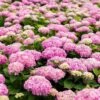 Hortensia - Hydrangea Macrophylla Endless Summer The Original (Rose) -MAO PLANTES Magasin Hydrangea macrophylla Endless Summer The Original rose 85448 1
