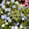 Hortensia - Hydrangea Macrophylla Fireworks Blue -MAO PLANTES Magasin Hydrangea macrophylla Fireworks Blue 83184 1