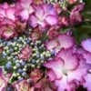 Hortensia - Hydrangea Macrophylla French Cancan -MAO PLANTES Magasin Hydrangea macrophylla French Cancan copyright 8257011 1