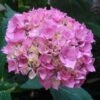 Hortensia - Hydrangea Macrophylla La Marne -MAO PLANTES Magasin Hydrangea macrophylla La Marne 85454 1 1