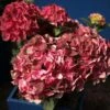 Hortensia - Hydrangea Macrophylla Magical Crimson -MAO PLANTES Magasin Hydrangea macrophylla Magical Crimson 81578 1