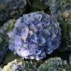 Hortensia Macrophylla Mathilde Gutges -MAO PLANTES Magasin Hydrangea macrophylla Mathilde Gutges 85455 1 1