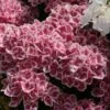 Hortensia - Hydrangea Macrophylla Red Ace -MAO PLANTES Magasin Hydrangea macrophylla Red Ace 83105 1