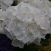 Hortensia - Hydrangea Macrophylla Schneeball 1 Hortensia - Hydrangea Macrophylla Schneeball -MAO PLANTES Magasin Hydrangea macrophylla Schneeball 82749 1
