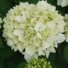 Hortensia - Hydrangea Macrophylla Sœur Thérèse 1 Hortensia - Hydrangea Macrophylla Sœur Thérèse -MAO PLANTES Magasin Hydrangea macrophylla Soeur Therese 82569 1