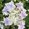 Hortensia - Hydrangea Macrophylla Stargazer 1 Hortensia - Hydrangea Macrophylla Stargazer -MAO PLANTES Magasin Hydrangea macrophylla Stargazer copyright 554002 1