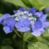 Hortensia Macrophylla Teller Blue 1 Hortensia Macrophylla Teller Blue -MAO PLANTES Magasin Hydrangea macrophylla Teller Blue copyright 1000532 1