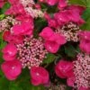 Hortensia Macrophylla Teller Red -MAO PLANTES Magasin Hydrangea macrophylla Teller Red copyright 1000552 1