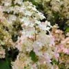 Hydrangea Paniculata Confetti - Hortensia Paniculé -MAO PLANTES Magasin Hydrangea paniculata Confetti copyright 17707 1