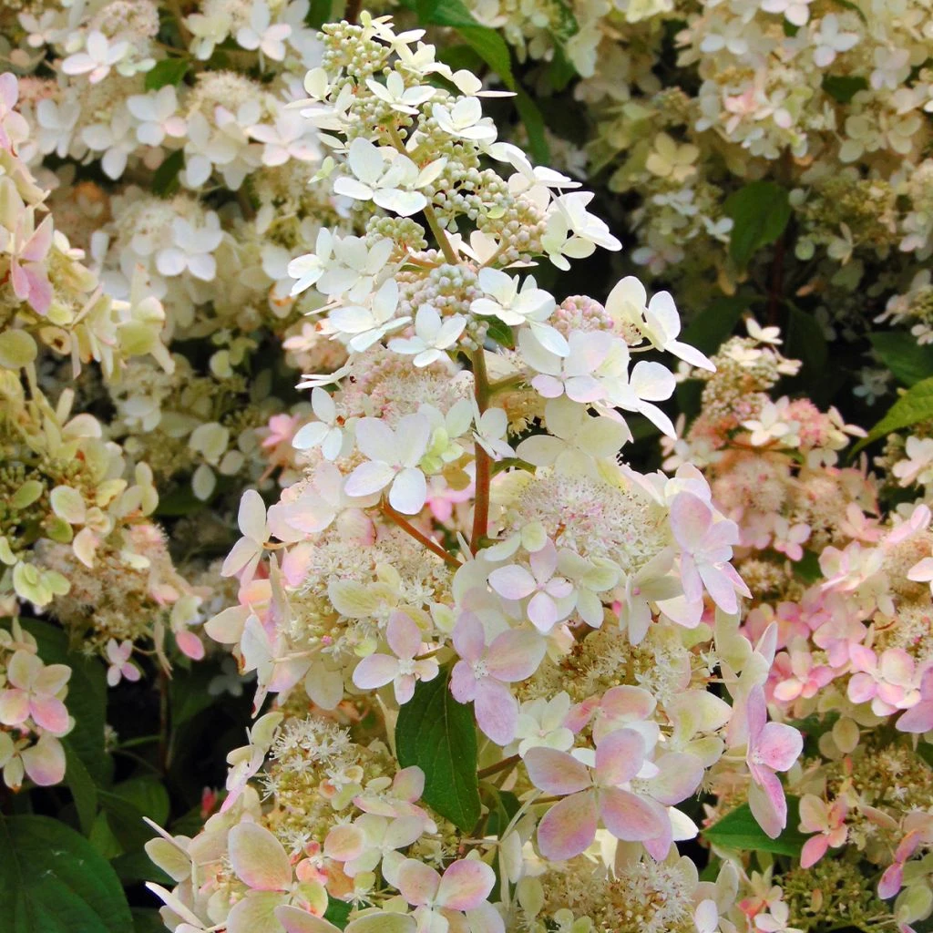 Hydrangea Paniculata Confetti - Hortensia Paniculé 3 Hydrangea Paniculata Confetti - Hortensia Paniculé
