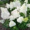 Hydrangea Paniculata Diamantino - Hortensia Paniculé -MAO PLANTES Magasin Hydrangea paniculata Diamantino 85619 1
