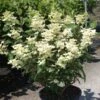 Hydrangea Paniculata Early Sensation - Hortensia Paniculé -MAO PLANTES Magasin Hydrangea paniculata Early Sensation 7424 2