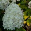 Hydrangea Paniculata Silver Dollar - Hortensia Paniculé -MAO PLANTES Magasin Hydrangea paniculata silver Dollar 7866 1 1