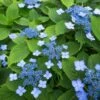 Hortensia Serrata Annie's Blue -MAO PLANTES Magasin Hydrangea serrata Annie s Blue copyright 87391 1