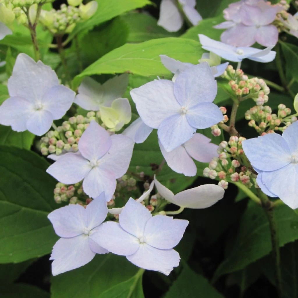 Hortensia - Hydrangea Serrata Blue Deckle 3 Hortensia - Hydrangea Serrata Blue Deckle