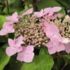 Hortensia - Hydrangea Serrata Graciosa -MAO PLANTES Magasin Hydrangea serrata Graciosa 781675 1