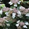 Hortensia - Hydrangea Serrata Intermedia -MAO PLANTES Magasin Hydrangea serrata Intermedia IF 1006672 1