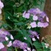 Hortensia - Hydrangea Serrata Oamacha -MAO PLANTES Magasin Hydrangea serrata Oamacha 87107 1