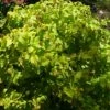Millepertuis Doré - Hypericum Golden Beacon -MAO PLANTES Magasin Hypericum Golden Beacon 781643 1