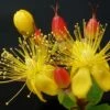 Hypericum Inodorum Magical Red Flame - Millepertuis 1 Hypericum Inodorum Magical Red Flame - Millepertuis -MAO PLANTES Magasin Hypericum x inodorum Magical Red 84102 1