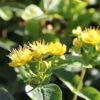 Hypericum Inodorum Magical Sunshine - Millepertuis -MAO PLANTES Magasin Hypericum x inodorum Magical Sunshine 84103 1