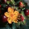 Hypericum Inodorum Magical Universe - Millepertuis -MAO PLANTES Magasin Hypericum x inodorum Magical Universe 84104 1