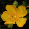 Millepertuis - Hypericum (x) Moserianum -MAO PLANTES Magasin Hypericum x moserianum 84106 1
