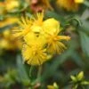 Millepertuis - Hypericum Densiflorum Buttercup 1 Millepertuis - Hypericum Densiflorum Buttercup -MAO PLANTES Magasin Hypericum densiflorum Buttercup 84098 1