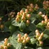 Hypericum Inodorum Magical Pumpkin - Millepertuis 1 Hypericum Inodorum Magical Pumpkin - Millepertuis -MAO PLANTES Magasin Hypericum inodorum Magical Pumpkin 85804 1