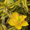 Hypericum (x) Moserianum Little Misstery - Millepertuis De Moser -MAO PLANTES Magasin Hypericum x moserianum Little Misstery Millepertuis de Moser 16335 1