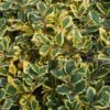 Houx Panaché - Ilex Golden King -MAO PLANTES Magasin ILEX ALTACLERENSIS GOLDEN KING 781728 1